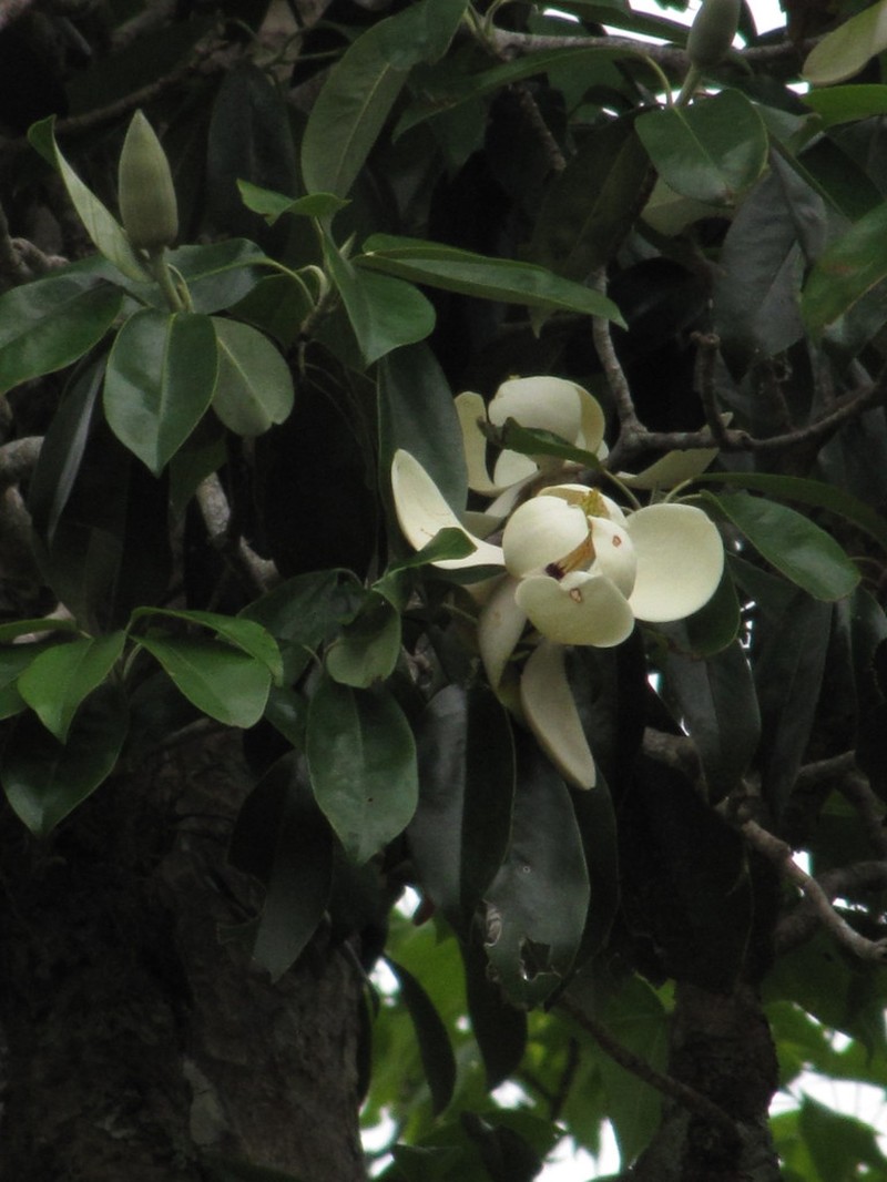 Magnolia tamaulipana photo 3
