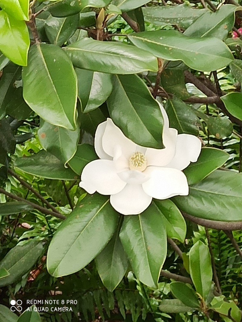 Magnolia tamaulipana photo 4