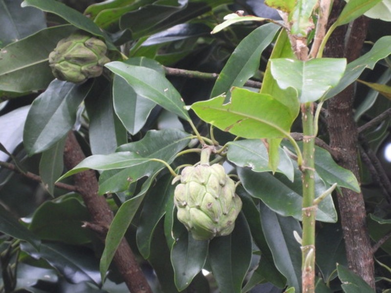 Magnolia tarahumara