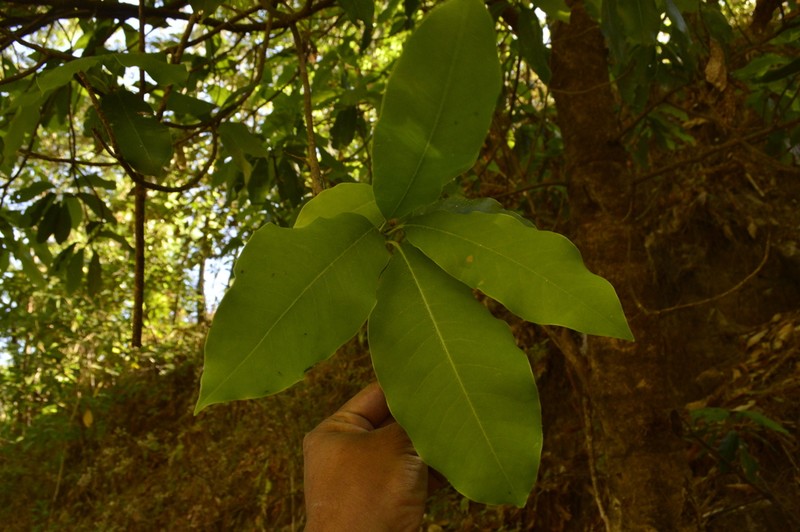 Magnolia tarahumara photo 2