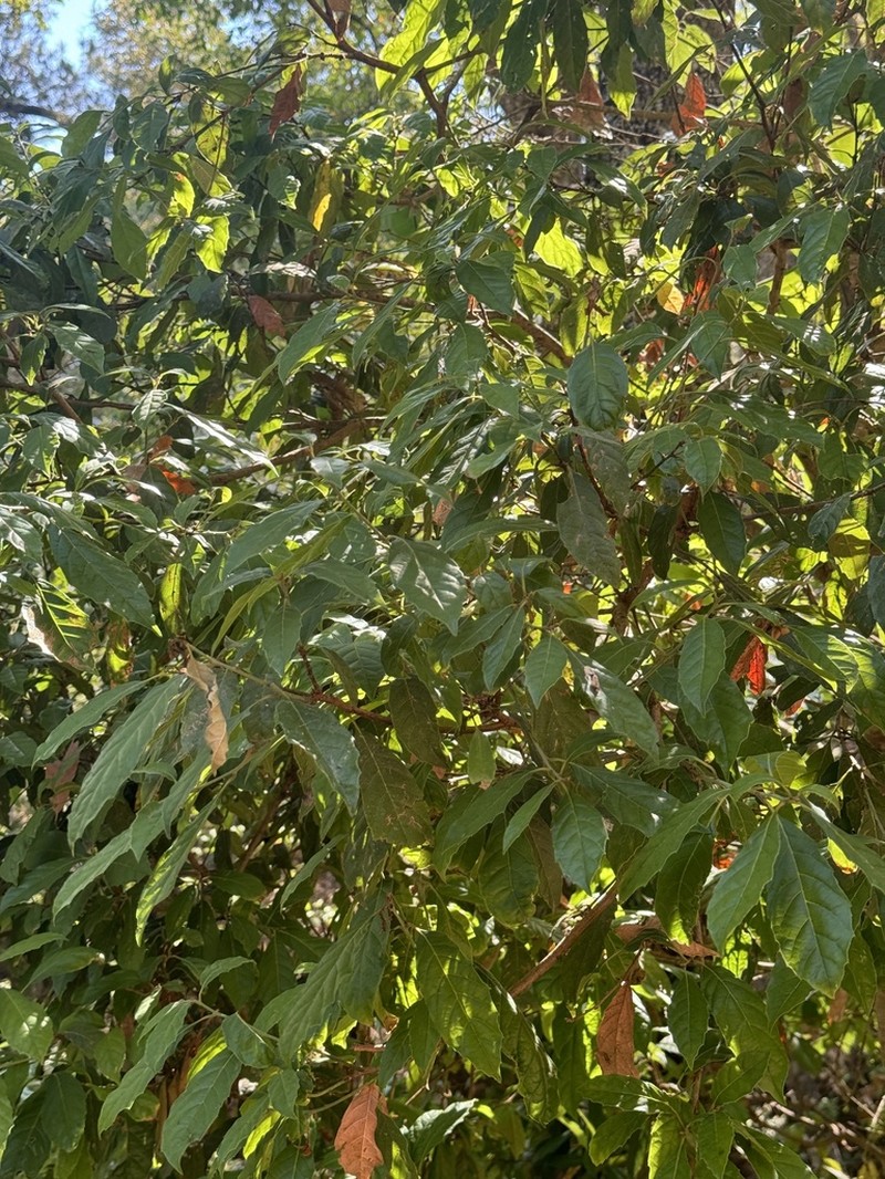 Magnolia tarahumara photo 3