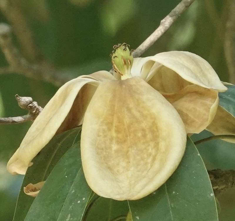 Magnolia tarahumara photo 4