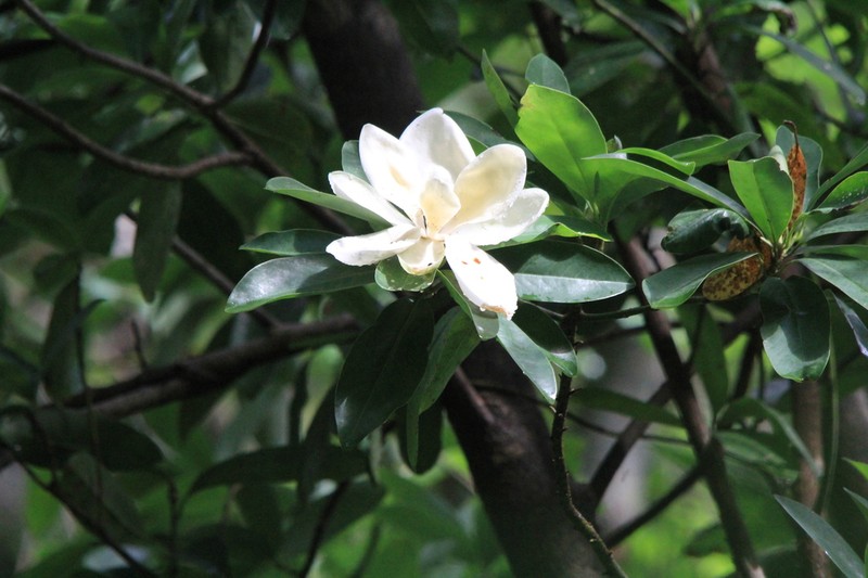 Magnolia tarahumara photo 5