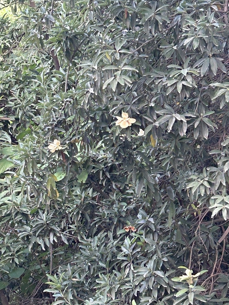 Magnolia tarahumara photo 6