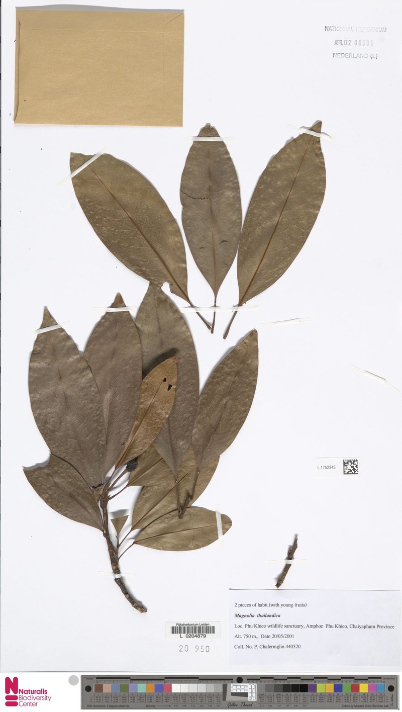 Magnolia thailandica photo 4