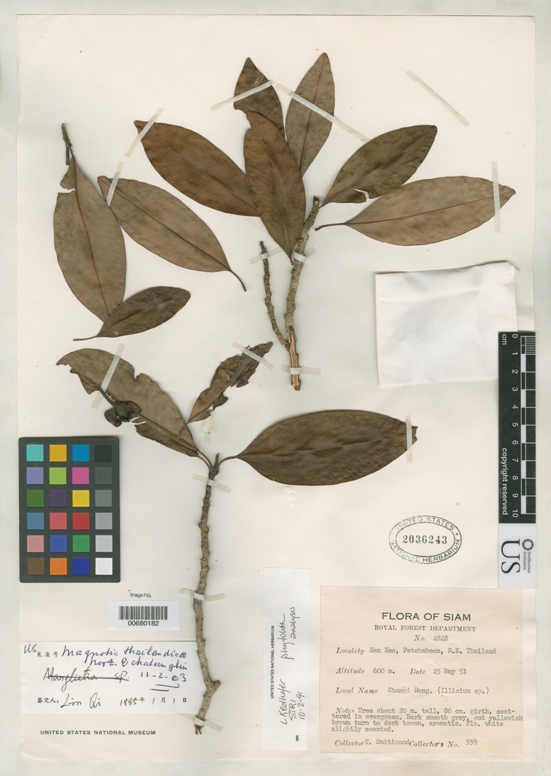Magnolia thailandica