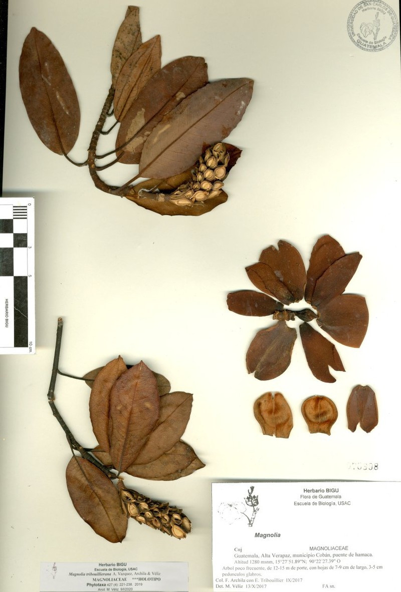 Magnolia tribouillieriana