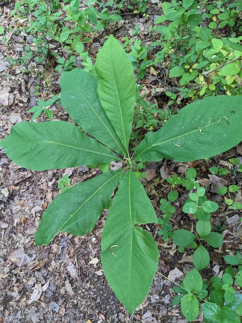 Umbrella-Tree photo 2