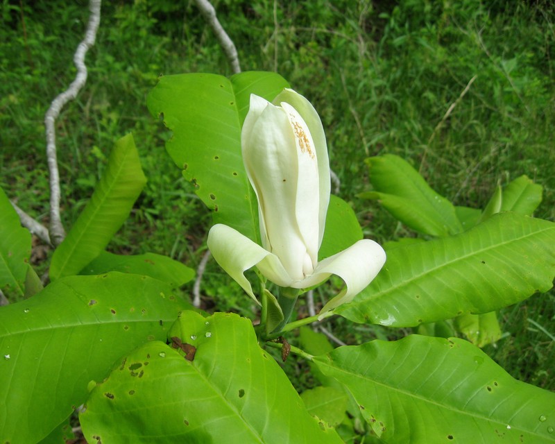 Umbrella-Tree photo 3