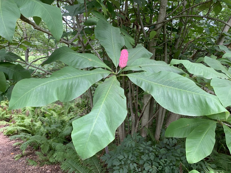 Umbrella-Tree photo 4