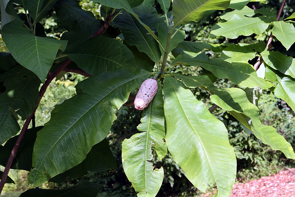 Umbrella-Tree photo 6