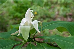 Umbrella-Tree