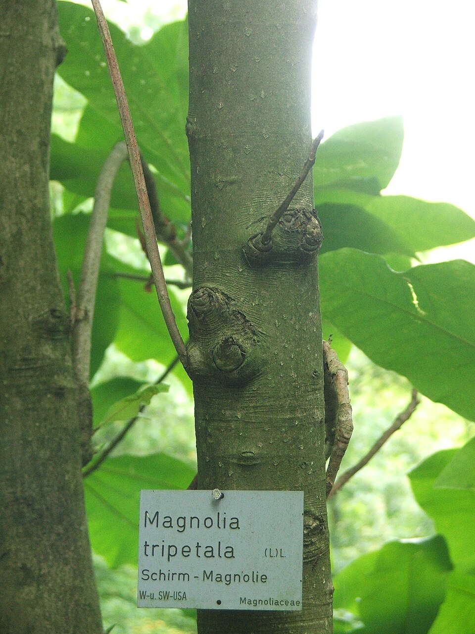 Umbrella-Tree photo 9