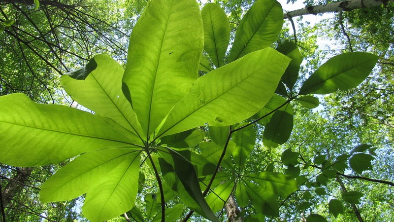 Umbrella-Tree photo 7