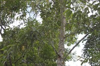 Magnolia tsiampacca