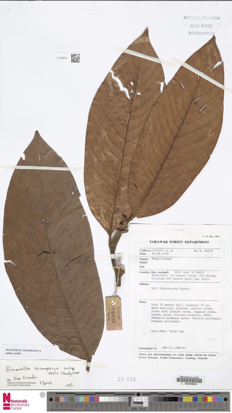 Magnolia tsiampacca subsp. mollis