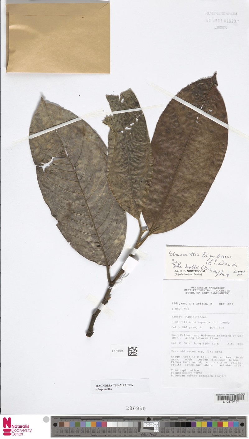Magnolia tsiampacca subsp. mollis photo 2