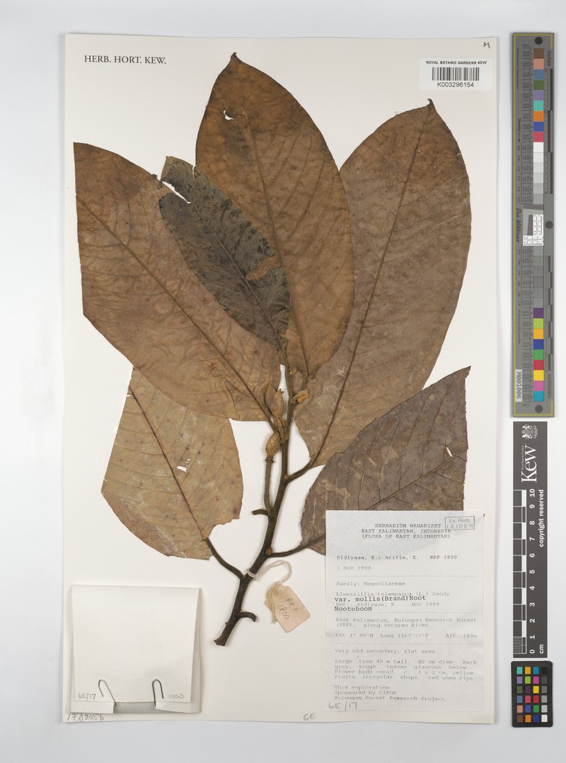 Magnolia tsiampacca subsp. mollis photo 3