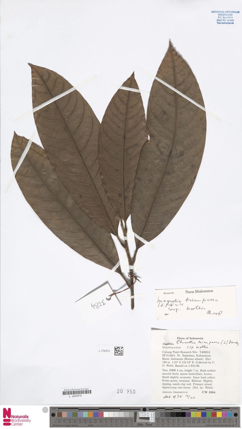 Magnolia tsiampacca subsp. mollis photo 4
