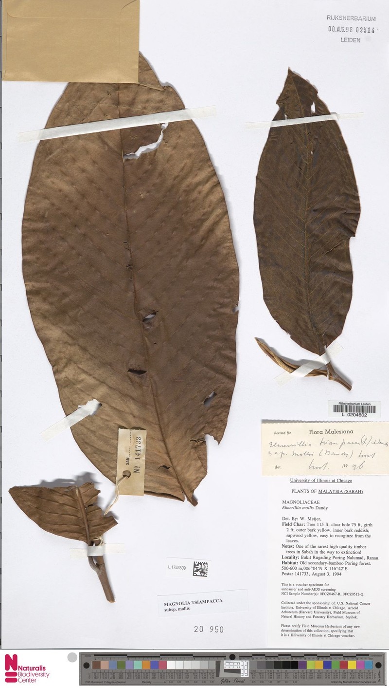 Magnolia tsiampacca subsp. mollis photo 5