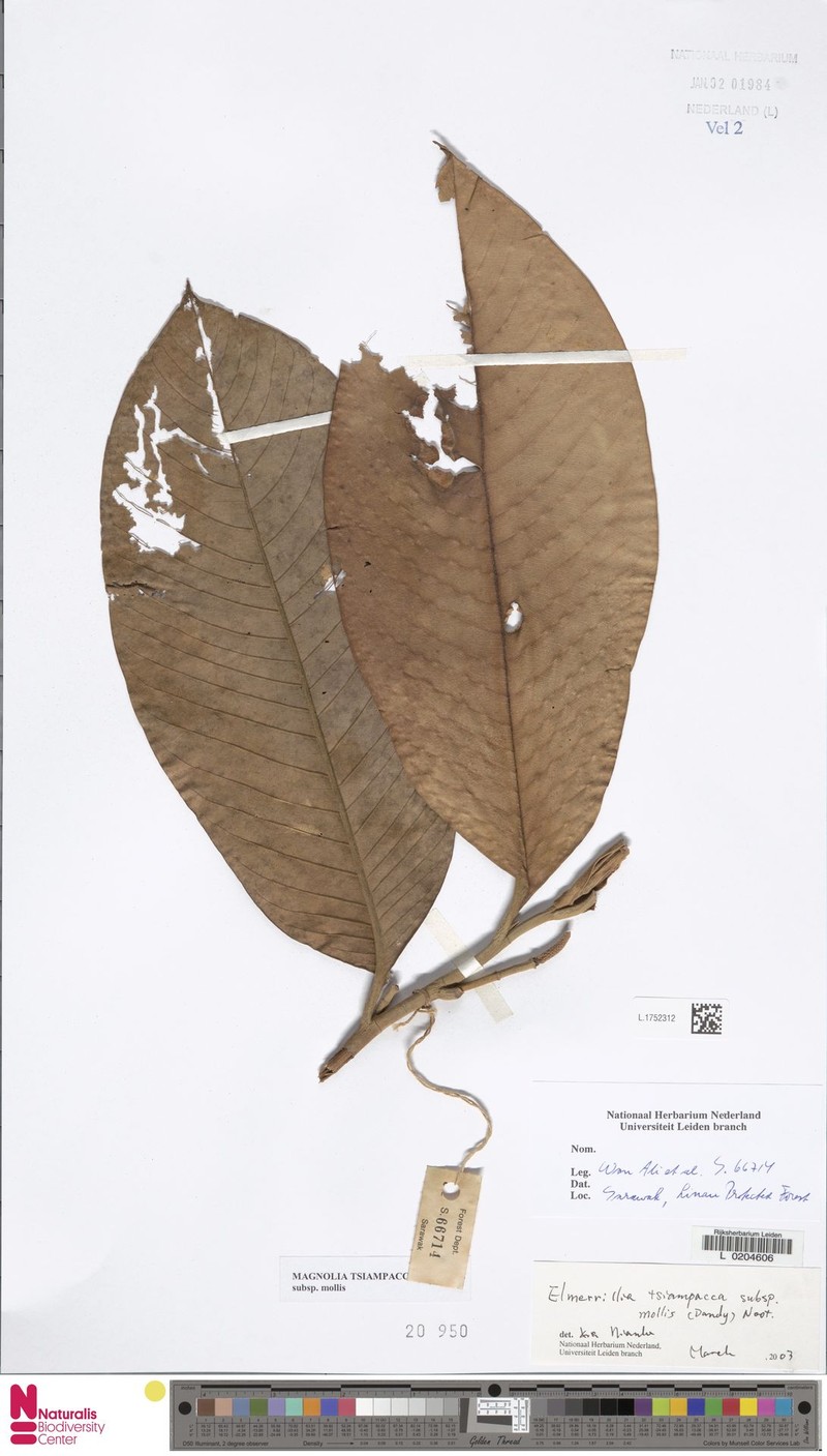 Magnolia tsiampacca subsp. mollis photo 6