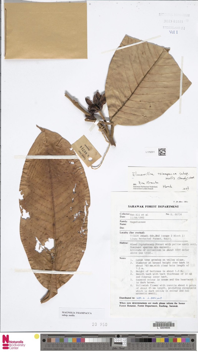Magnolia tsiampacca subsp. mollis photo 7