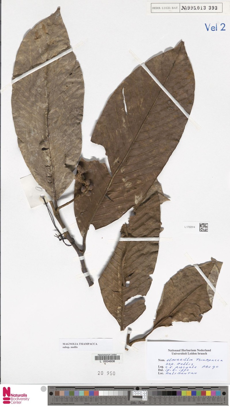 Magnolia tsiampacca subsp. mollis photo 8