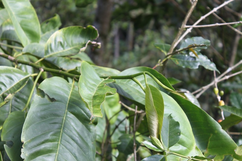 Magnolia tsiampacca subsp. tsiampacca