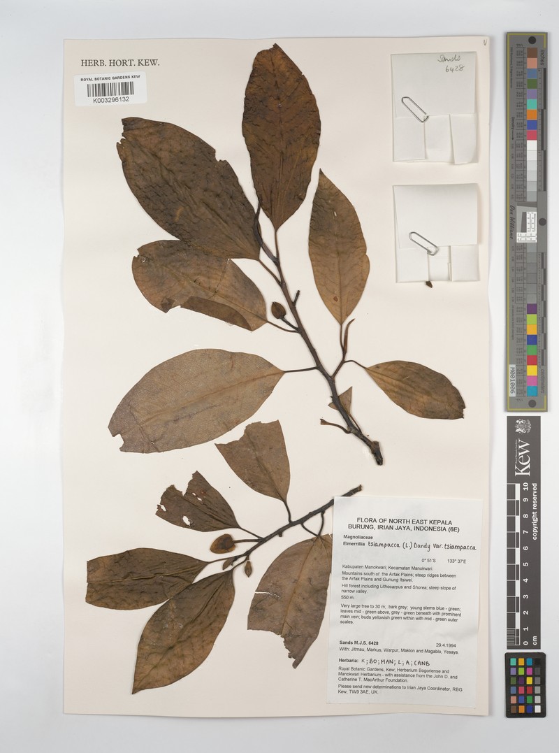 Magnolia tsiampacca subsp. tsiampacca photo 4