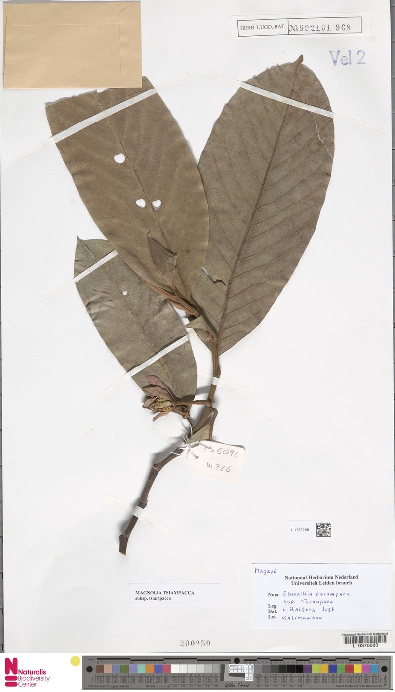 Magnolia tsiampacca subsp. tsiampacca photo 6
