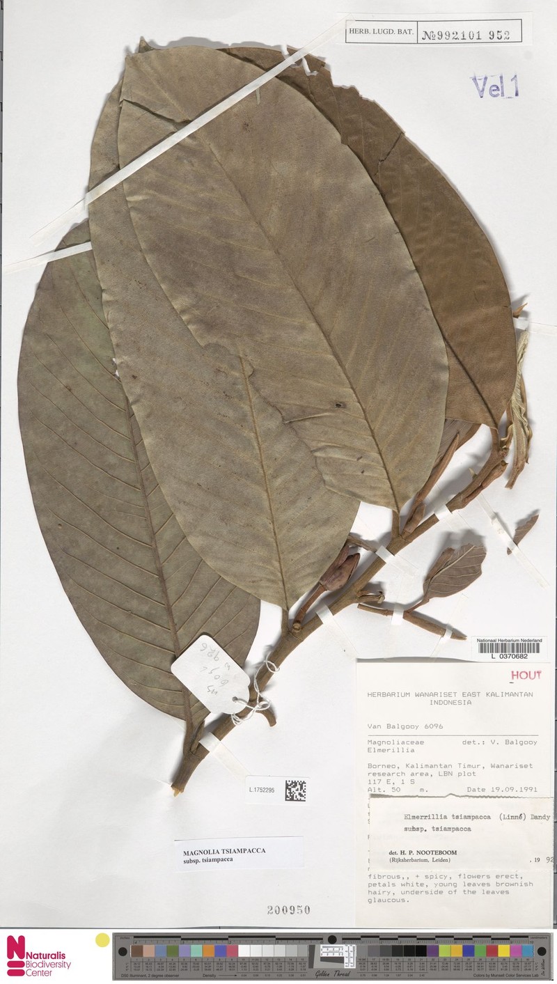 Magnolia tsiampacca subsp. tsiampacca photo 7