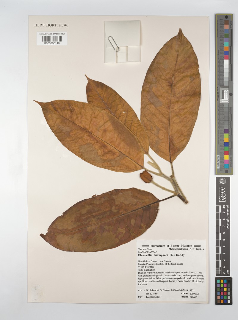 Magnolia tsiampacca subsp. tsiampacca photo 8