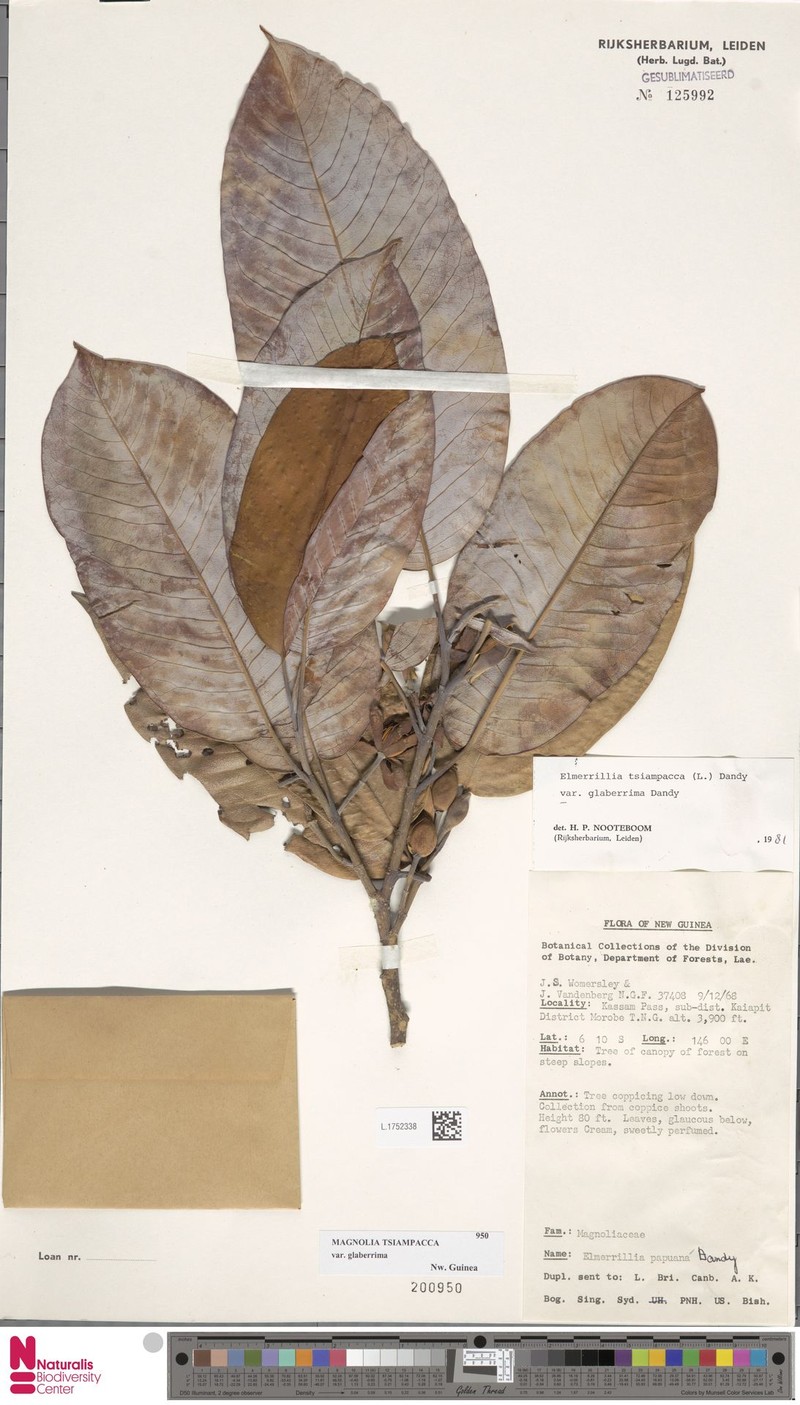 Magnolia tsiampacca var. glaberrima
