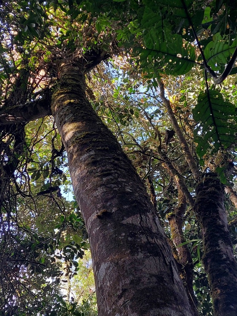 Magnolia urraoensis
