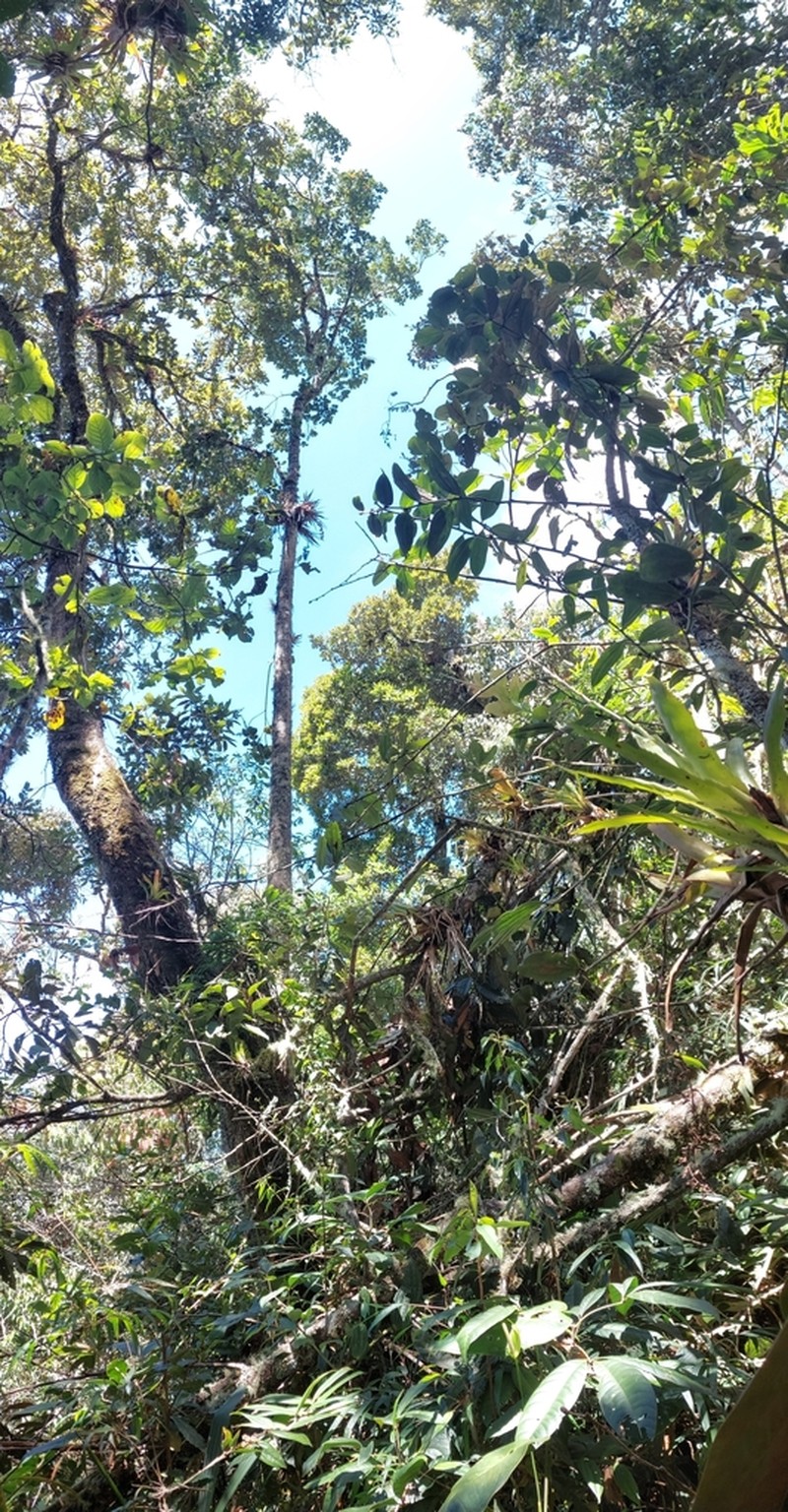 Magnolia urraoensis photo 3