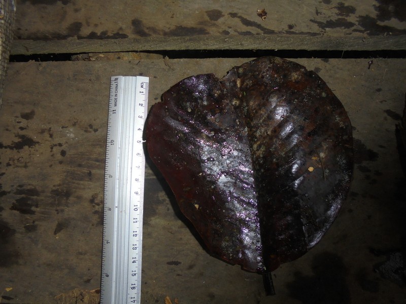 Magnolia urraoensis photo 5