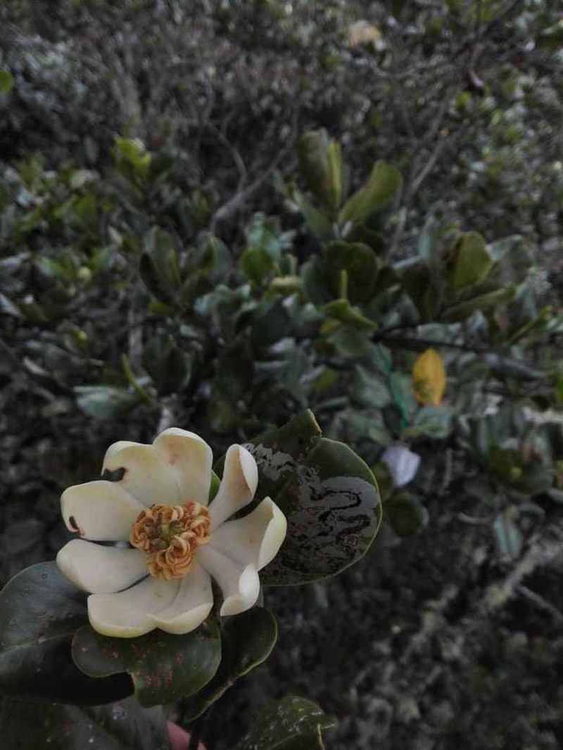 Magnolia urraoensis photo 7