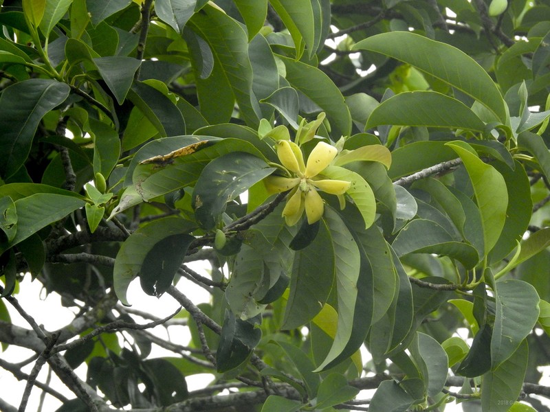 Magnolia utilis