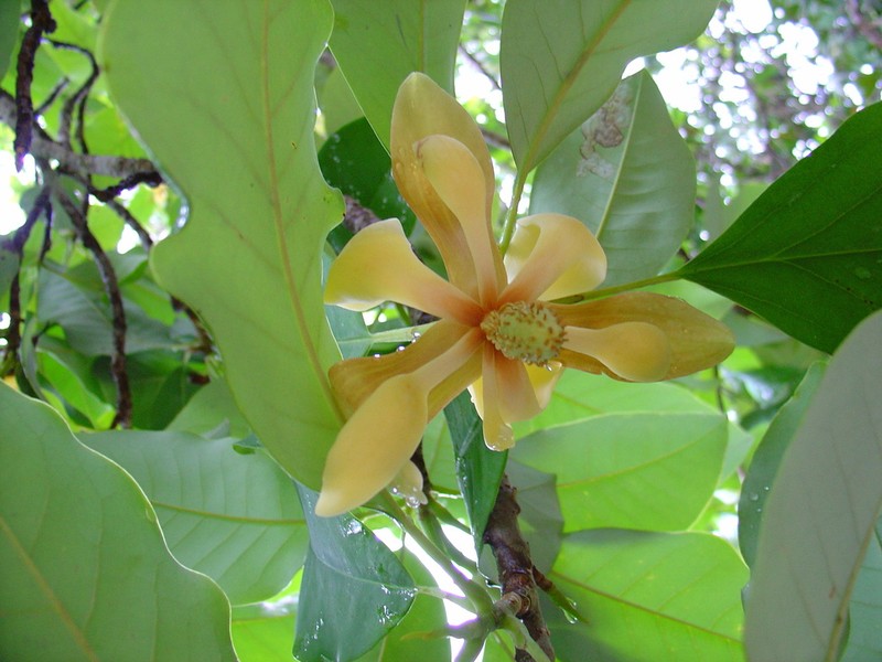 Magnolia utilis photo 2