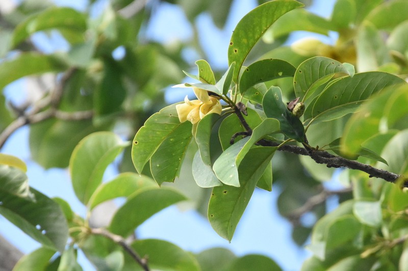 Magnolia utilis photo 4