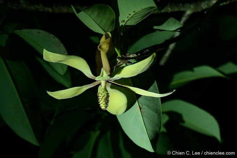 Magnolia utilis photo 5
