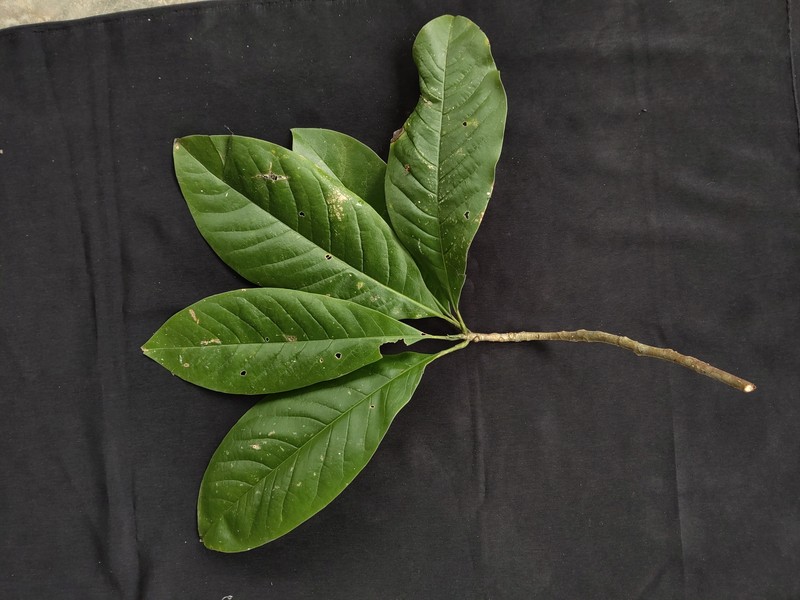 Magnolia utilis photo 6