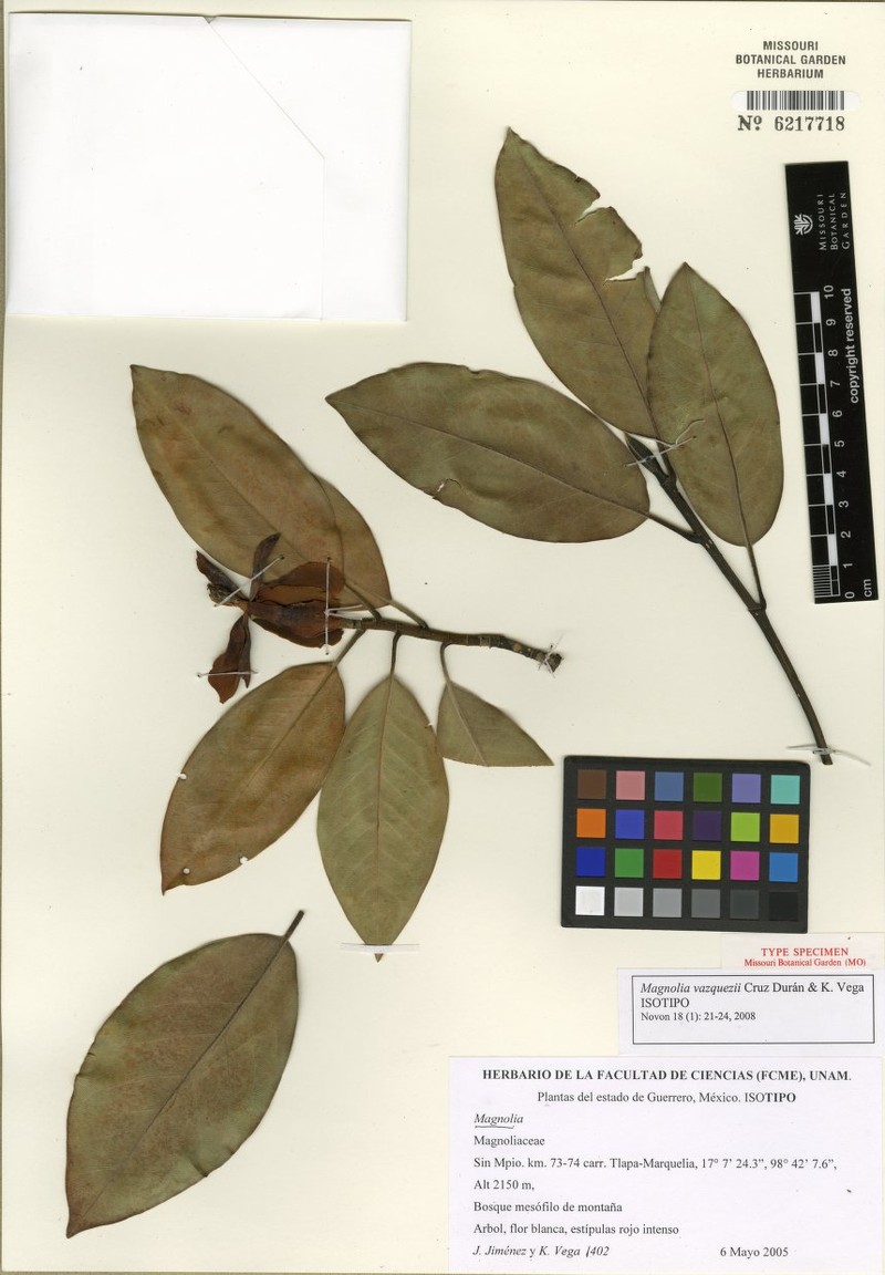Magnolia vazquezii