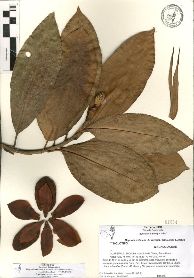 Magnolia veliziana