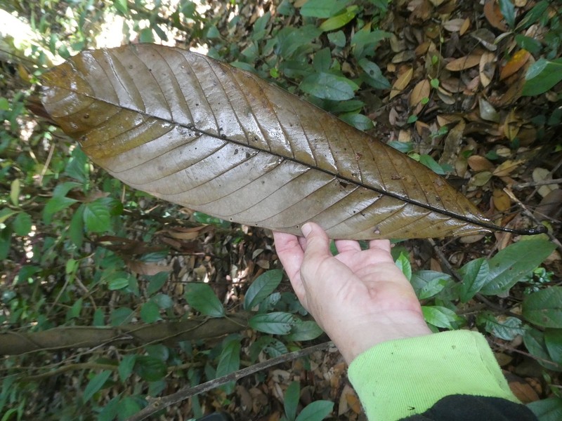 Magnolia villosa photo 3
