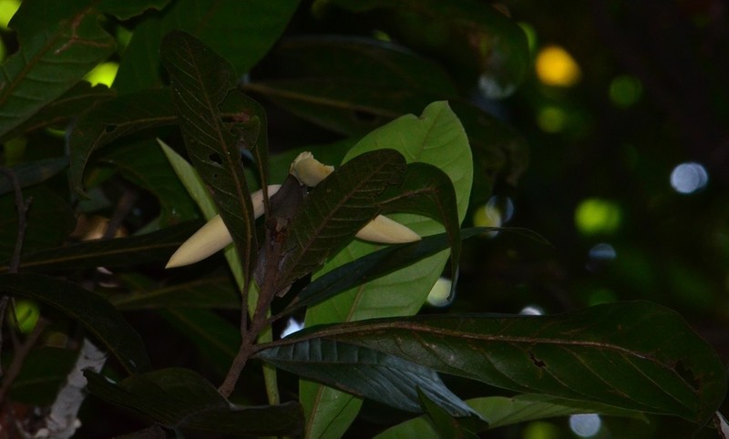 Magnolia villosa photo 4