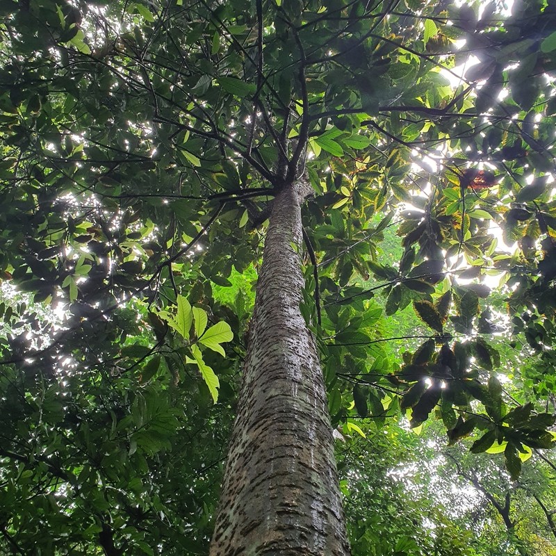 Magnolia villosa photo 5