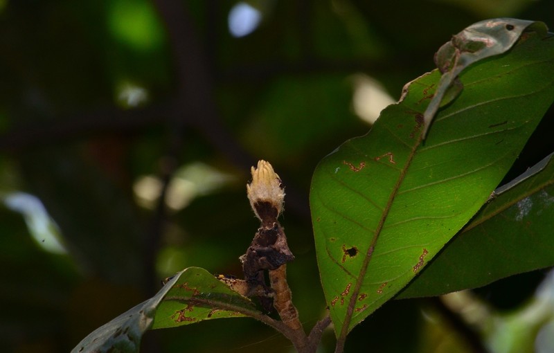 Magnolia villosa photo 6