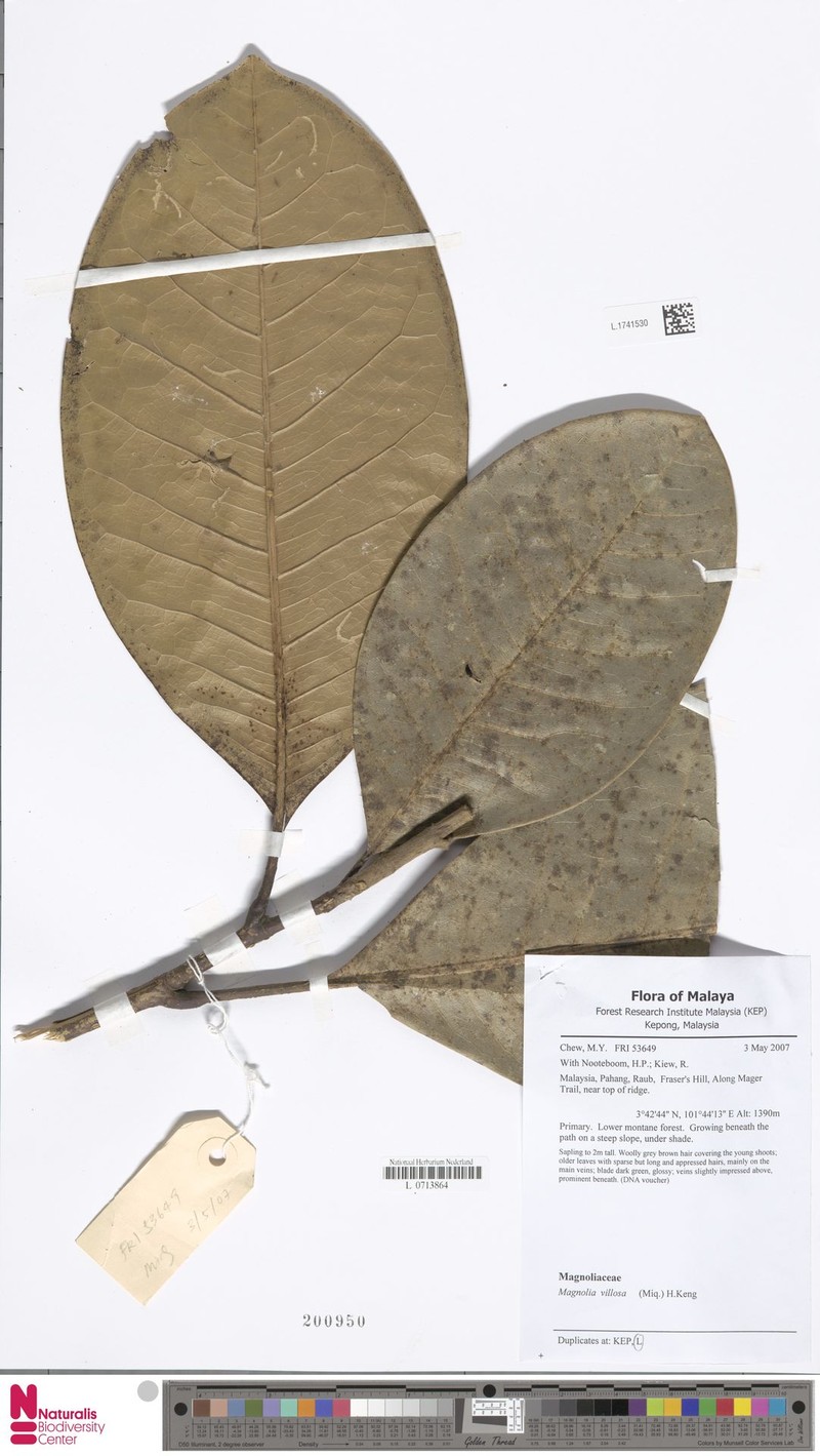Magnolia villosa photo 8