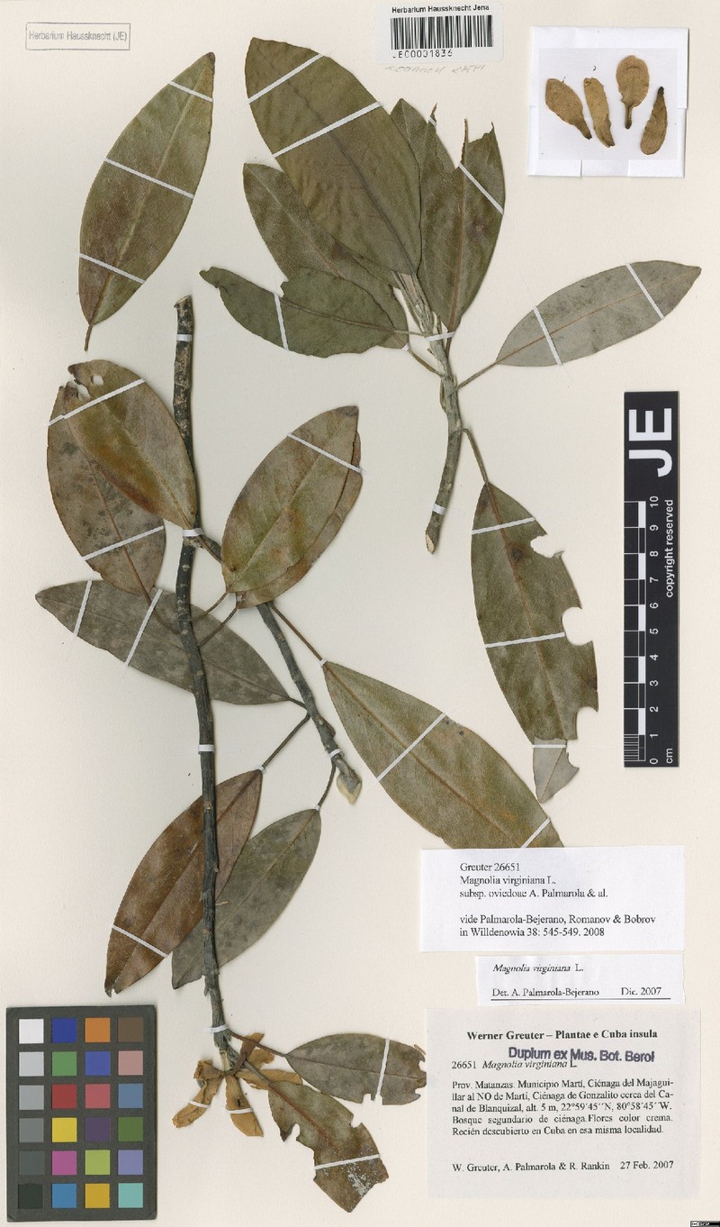 Magnolia virginiana subsp. oviedoae